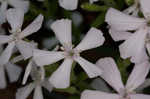 Sticky catchfly